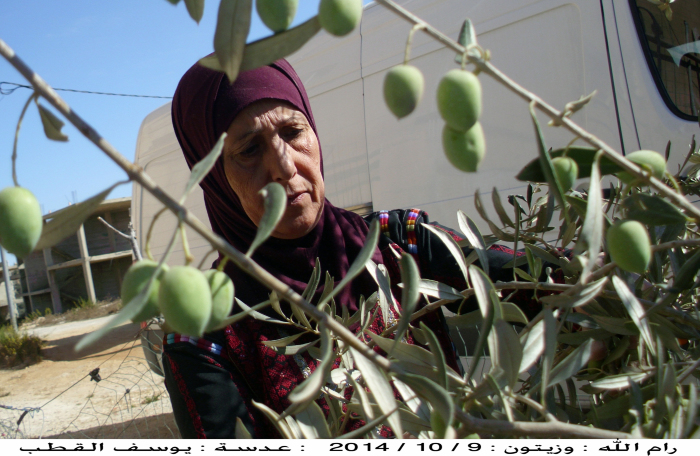 Olive picking in Ramallah