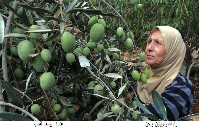 Olive picking in Ramallah