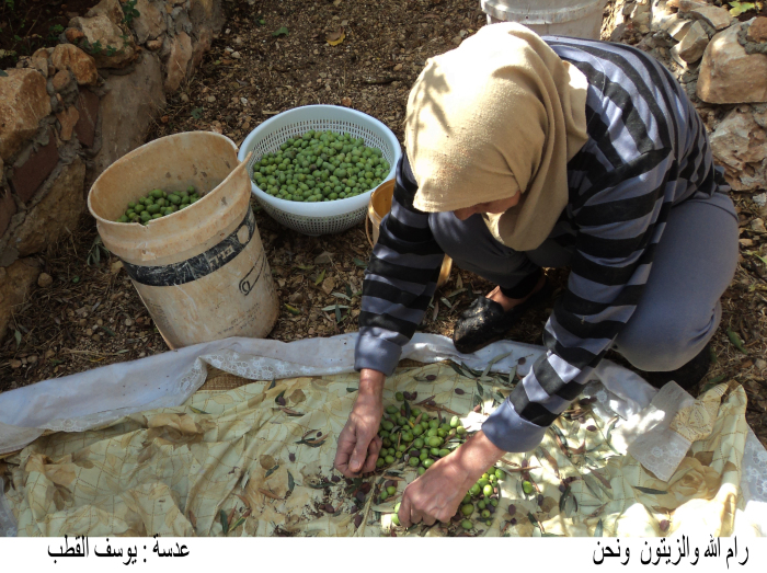 Olive picking in Ramallah