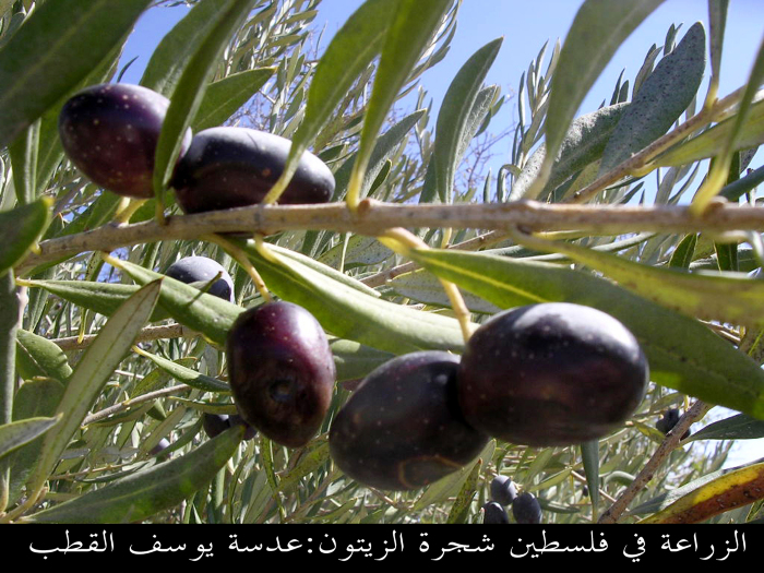 Olive trees in Palestine