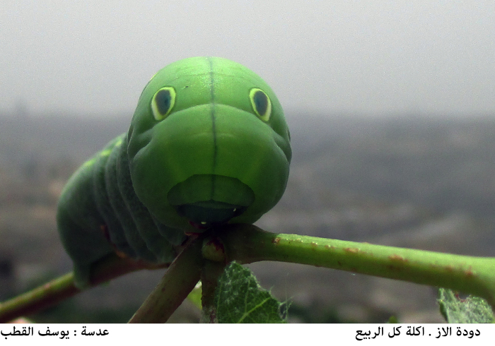 دودة الاز  اكلة الربيع
