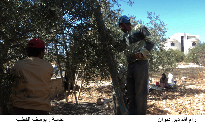 Olive picking in Deir Dibwan village