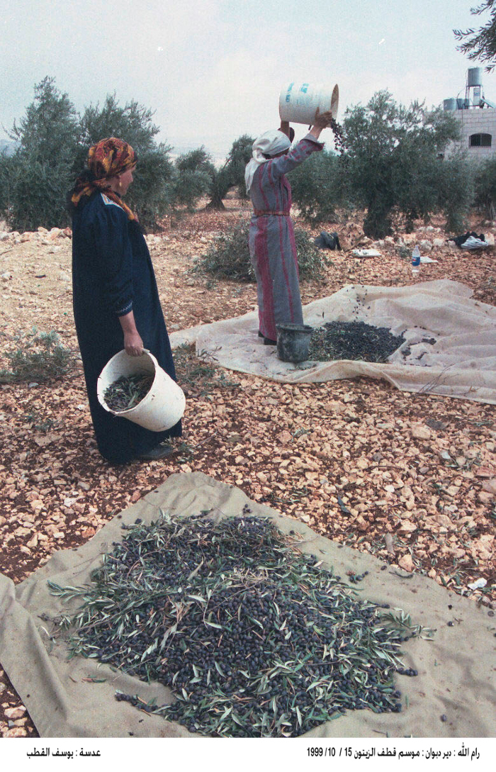 A group of people picking olives in Ramallah