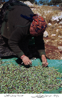 قطف الزيتون في قرية دير دبوان