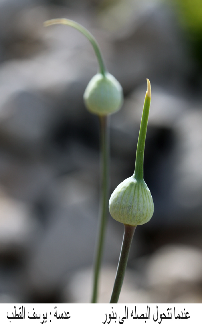 Onions in Palestine