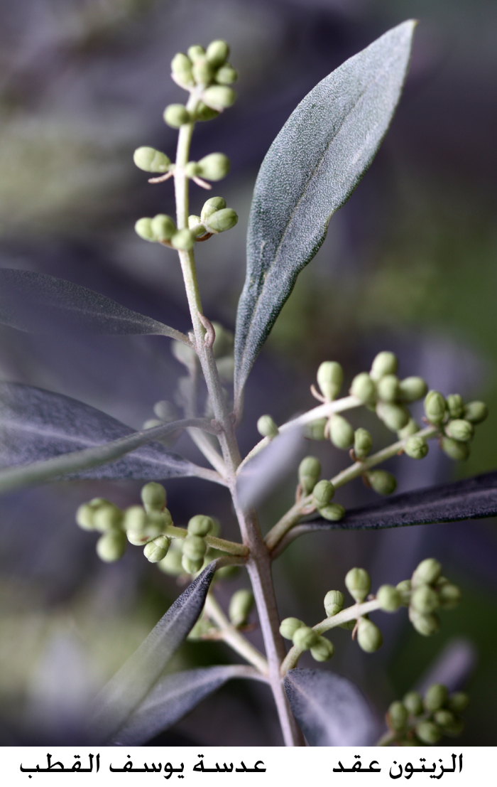 Olive trees in Palestine