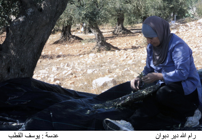 Olive picking in Deir Dibwan village