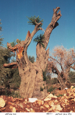 Olive Trees in Deir Dibwan village
